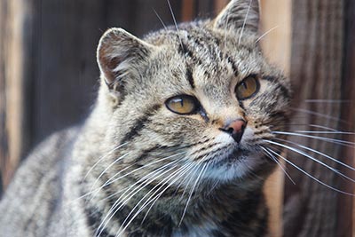 Katzen am Marchegghof