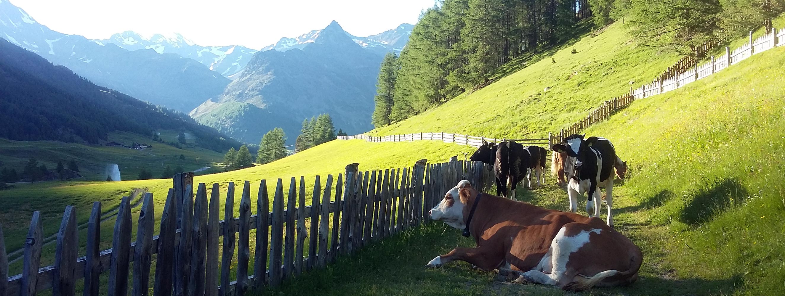 Marchegghof in Kurzras